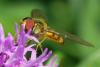Episyrphus balteatus